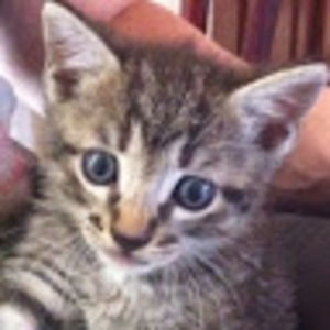 Meet your Posher, Barbara